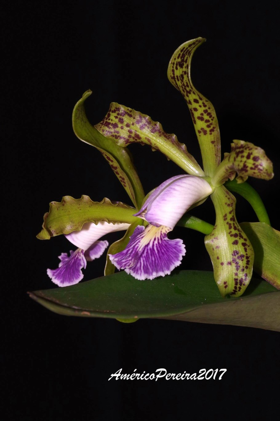 Cattleya schilleriana