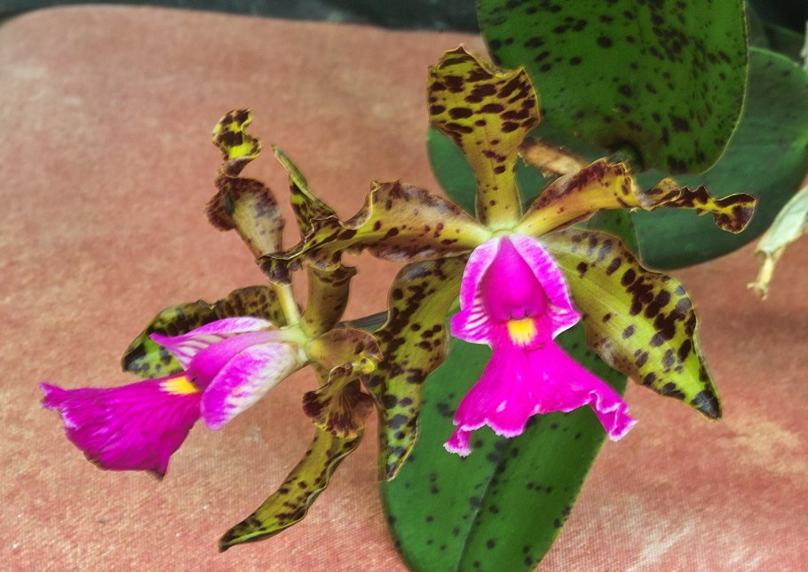 Cattleya lueddemanniana 'Blue' x Intermedia 'Blue