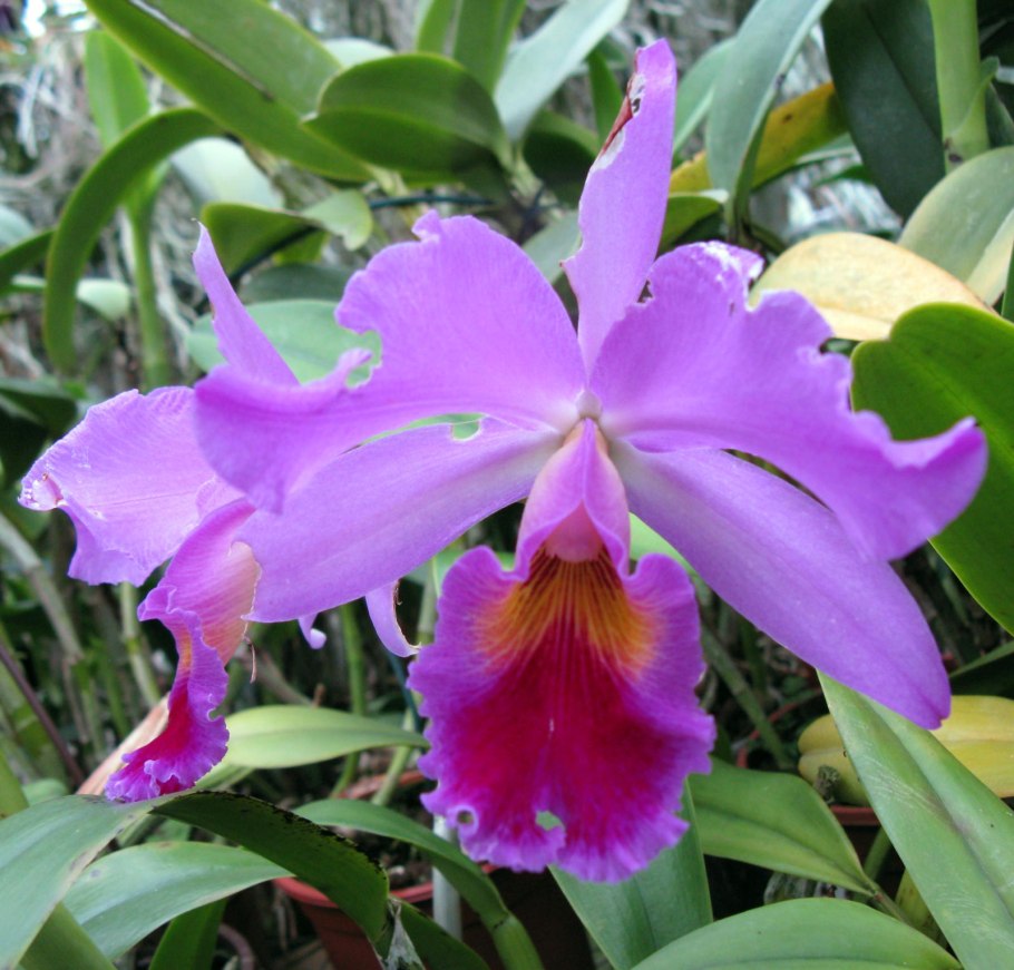 Лаелия луказиана