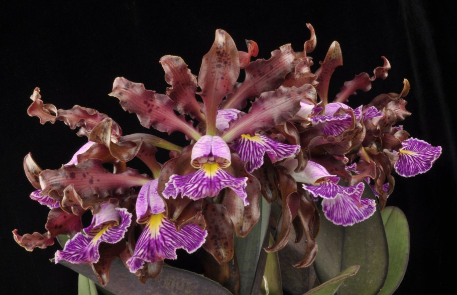 Cattleya schilleriana Santa Maria x Holz