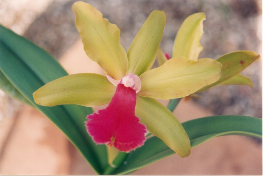 Каттлея brassocattleya cynthia