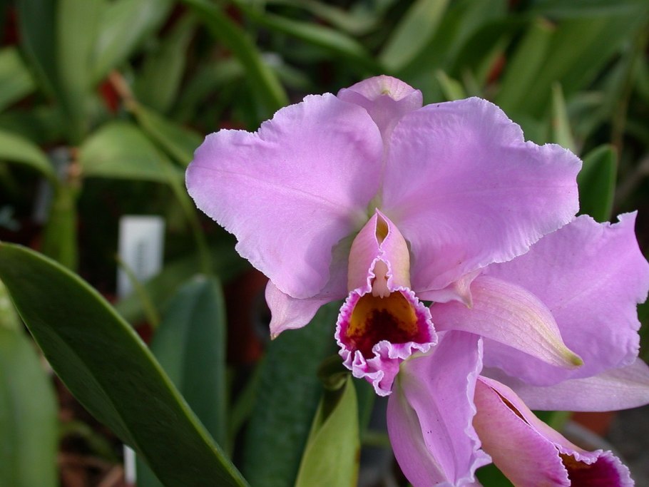 Калокаттлея Шантийские кружева фото