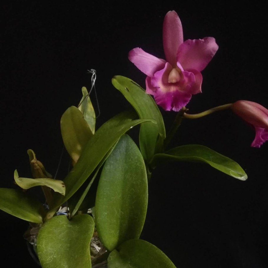 Каттлея орхидея