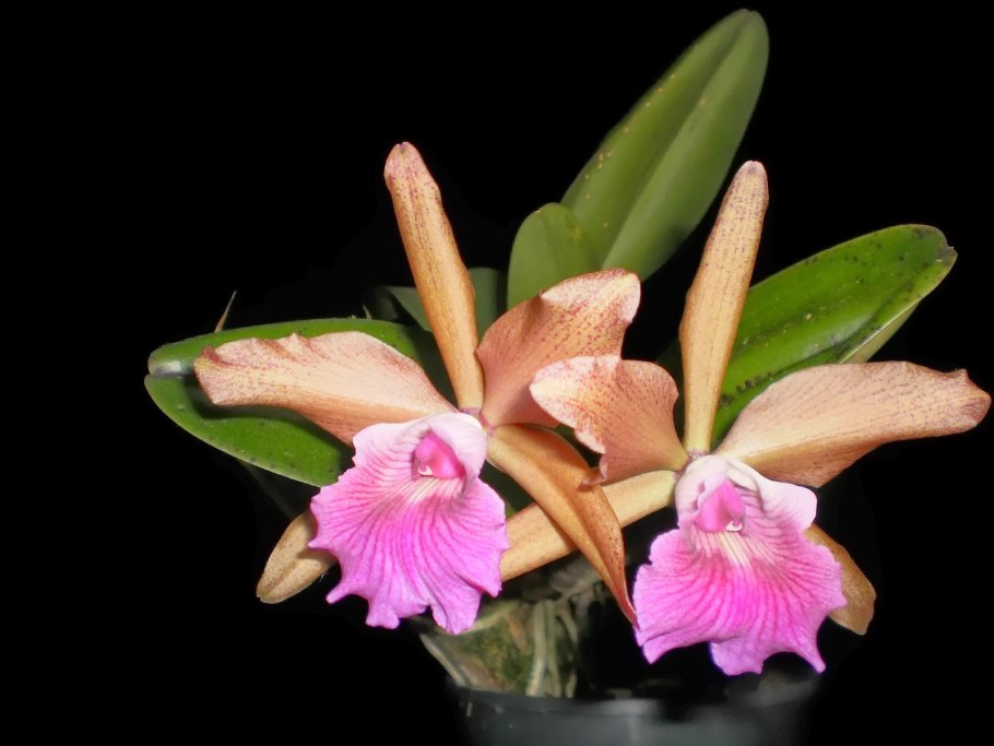 Cattleya lundii