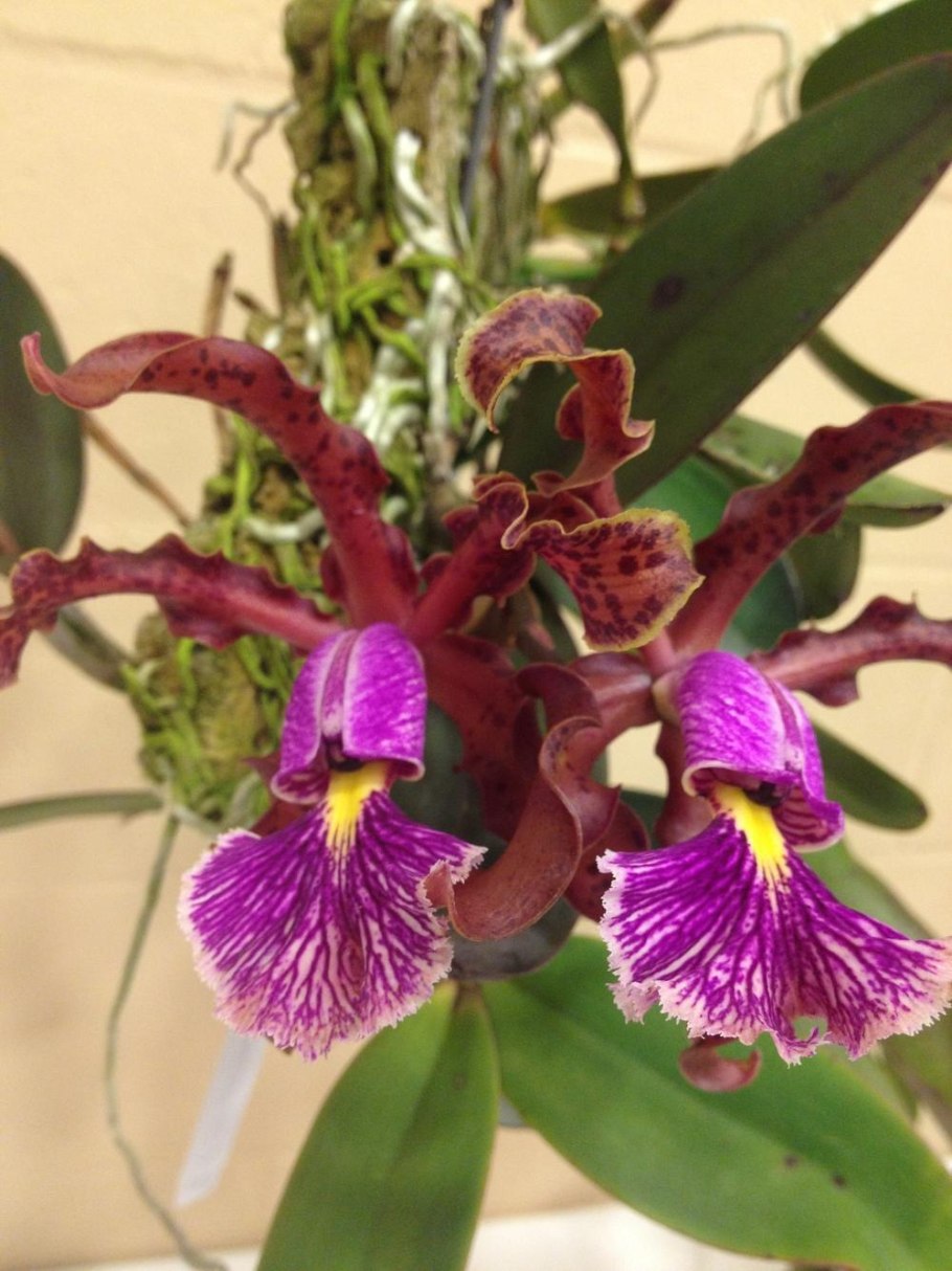 Cattleya schilleriana Santa Maria x Holz