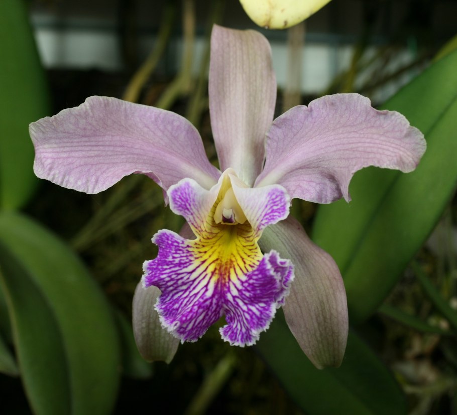 Каттлея Шиллериана