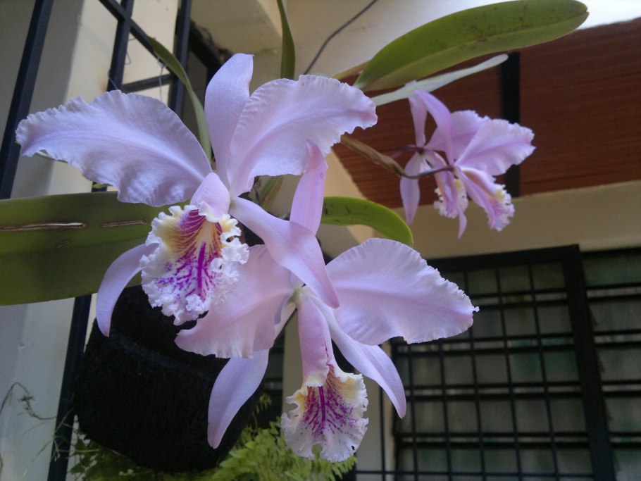 Cattleya lueddemanniana