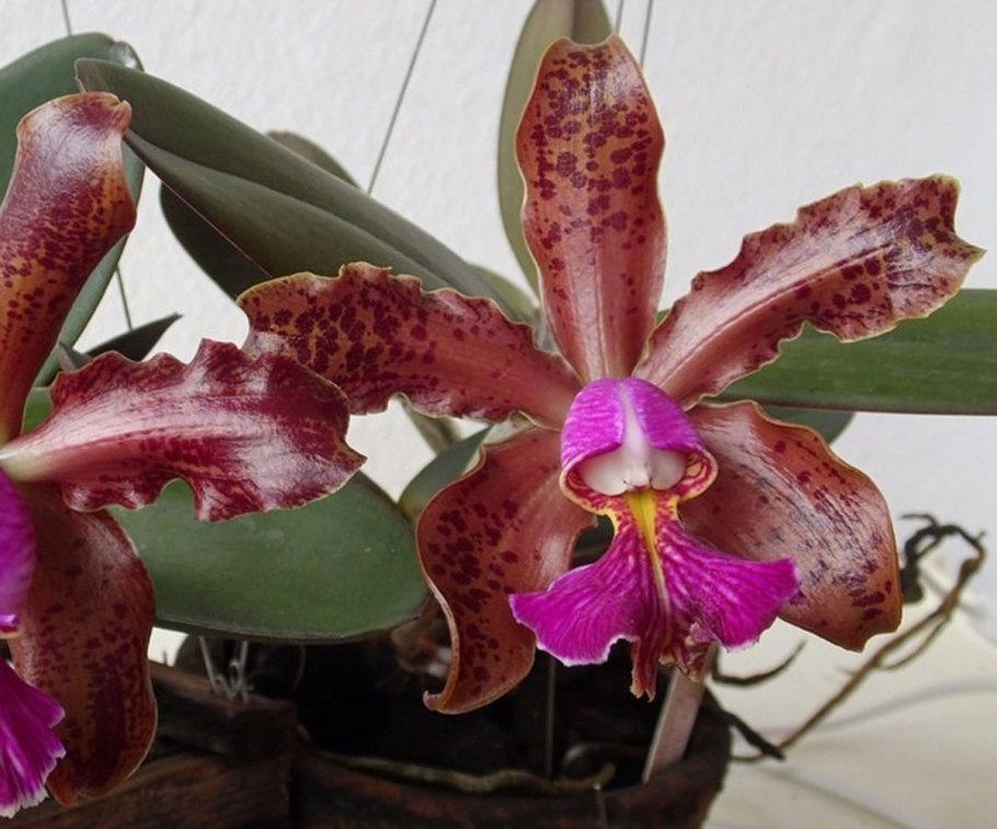 Каттлея шиллериана