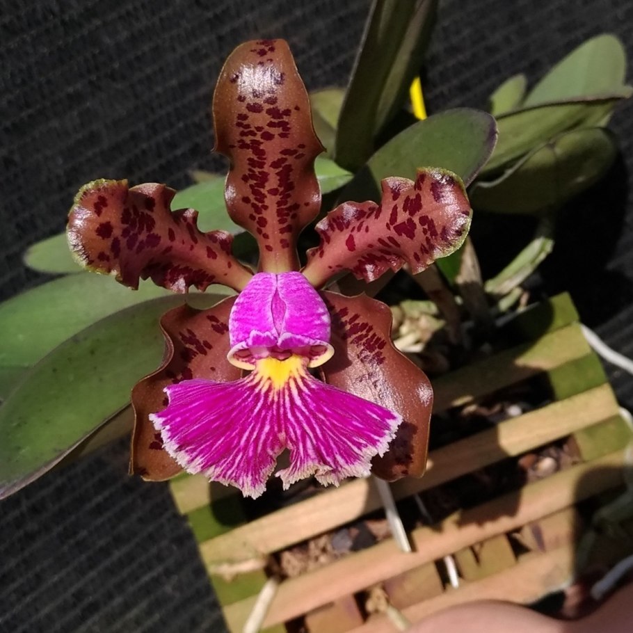 Каттлея Шиллериана