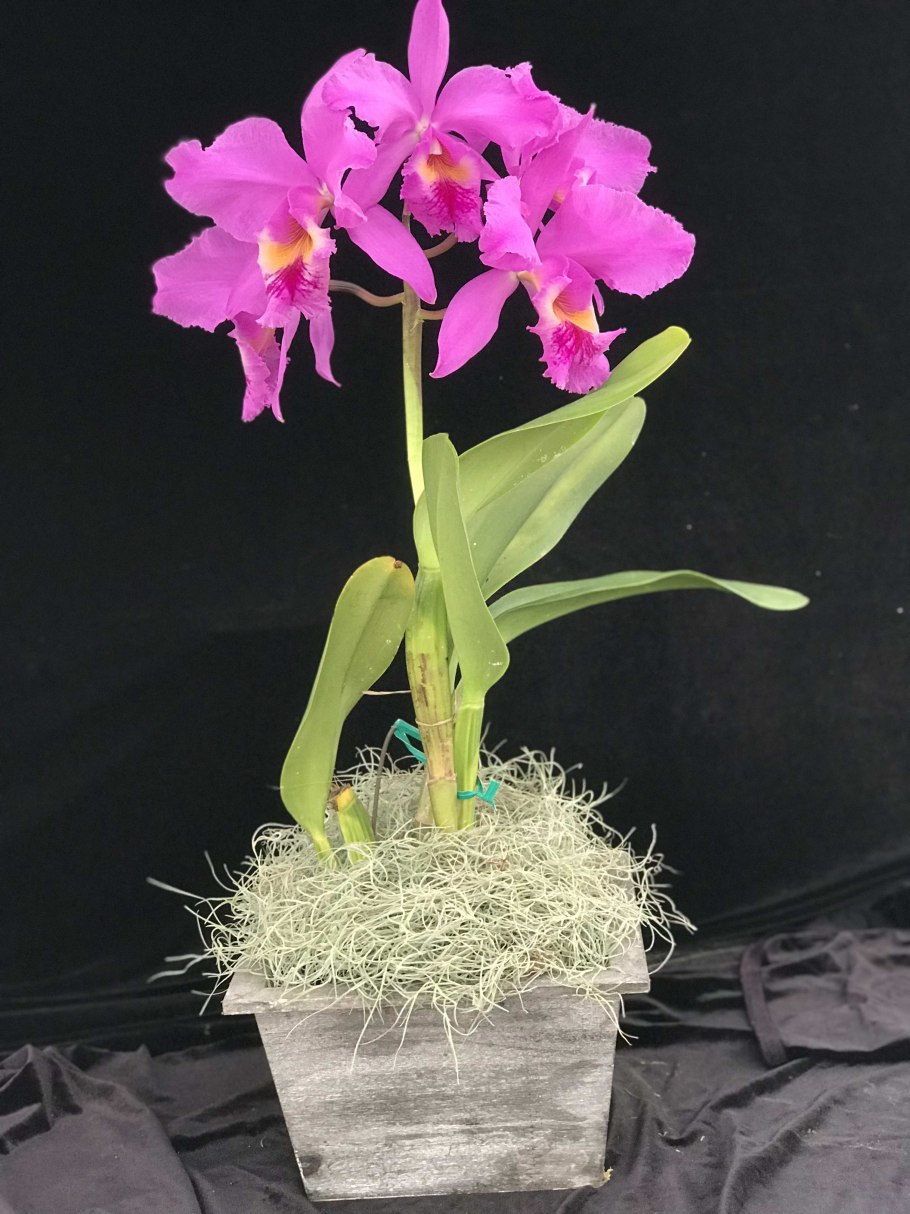 Cattleya Peckhaviensis (schilleriana x aclandiae)