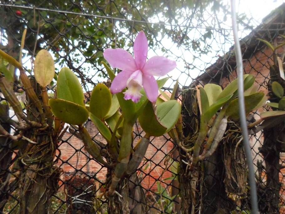 Каттлея Кристал Смит