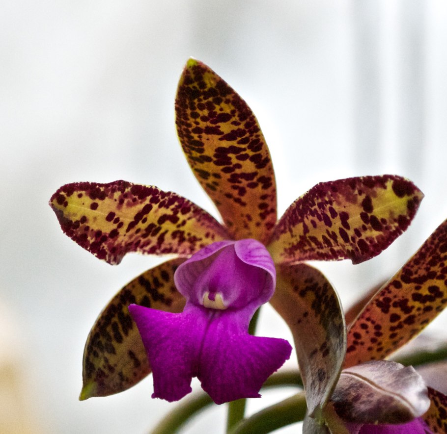 Cattleya forbesii 'o&m'