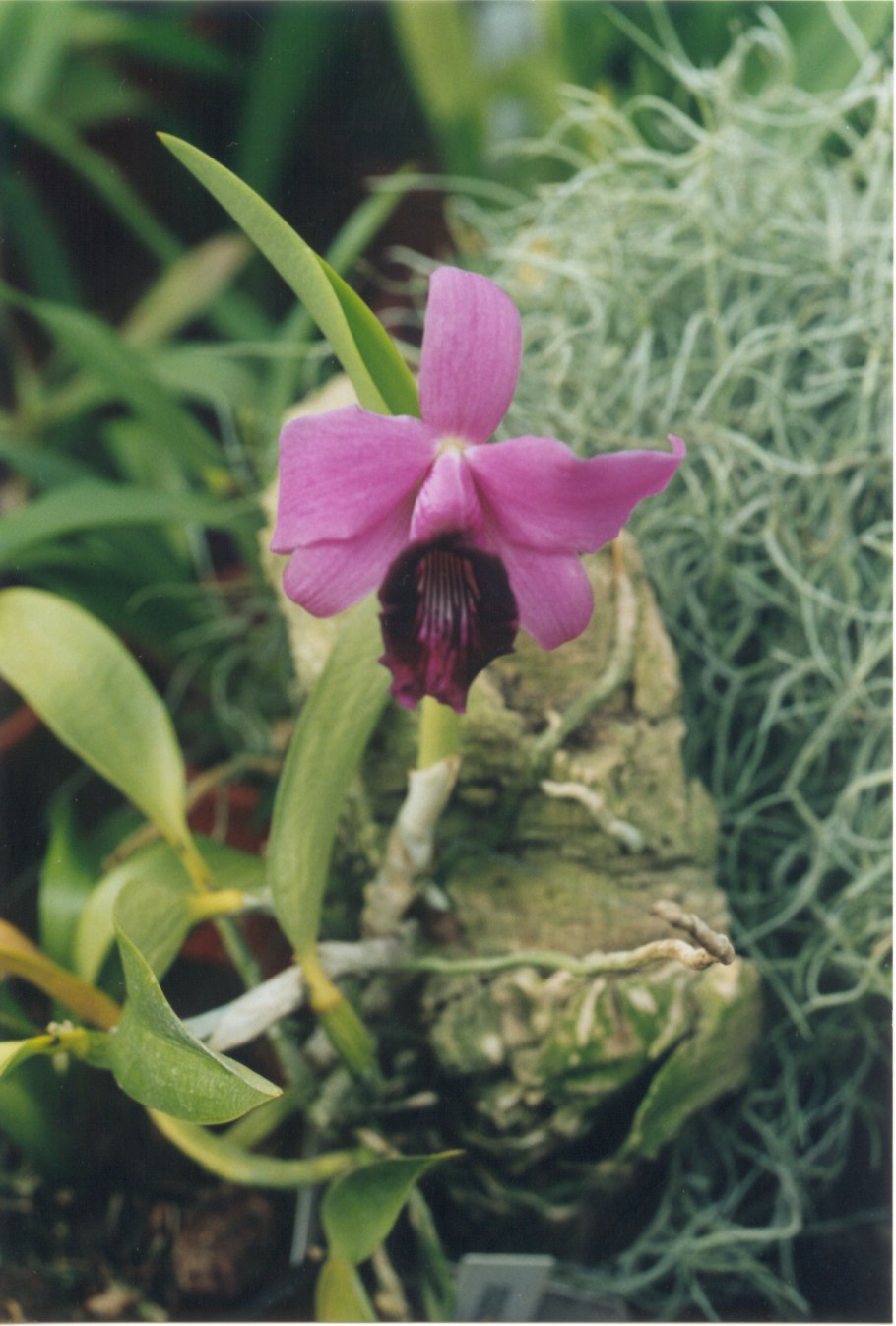 Алаори каттлея