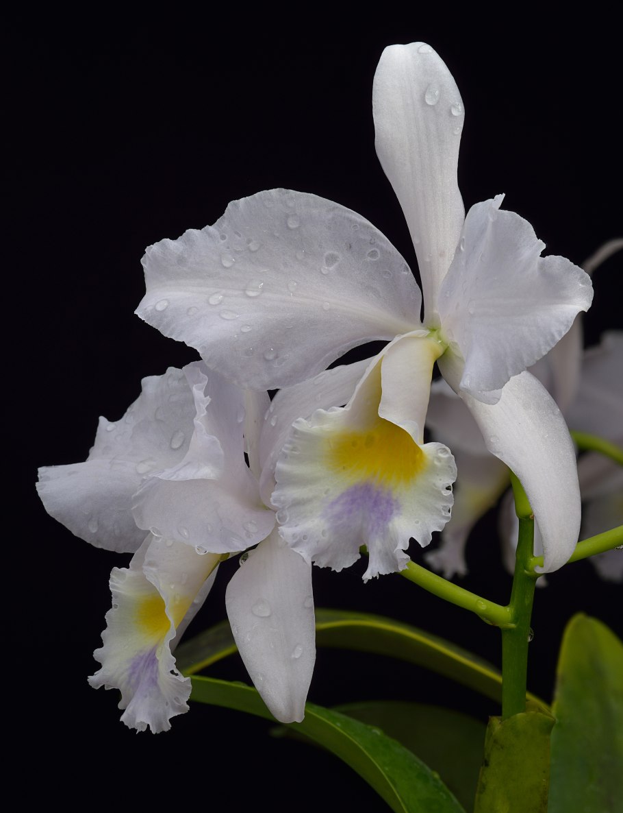 Каттлея гаскелиана альба