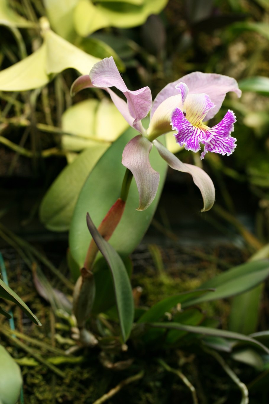 Каттлея whitei