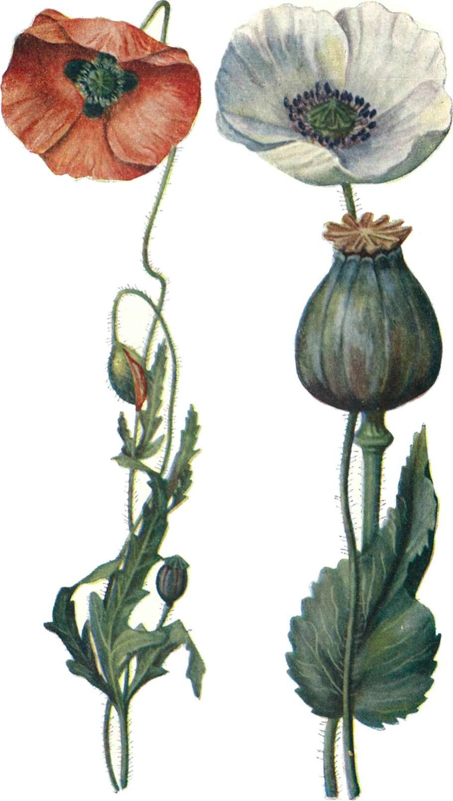 Мак Восточный (Papaver orientale l.)