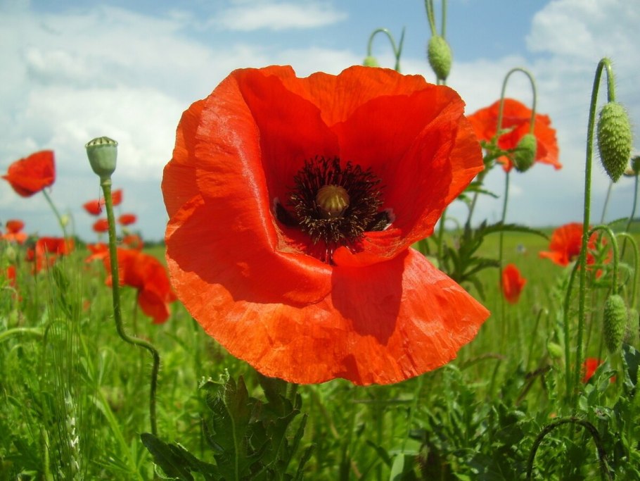 Аргемона (маковые)