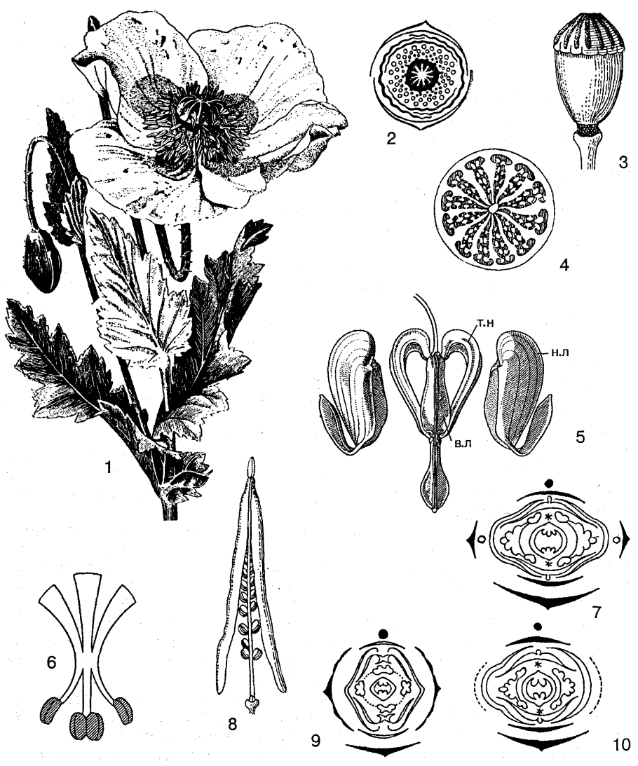 Гинецей лютика