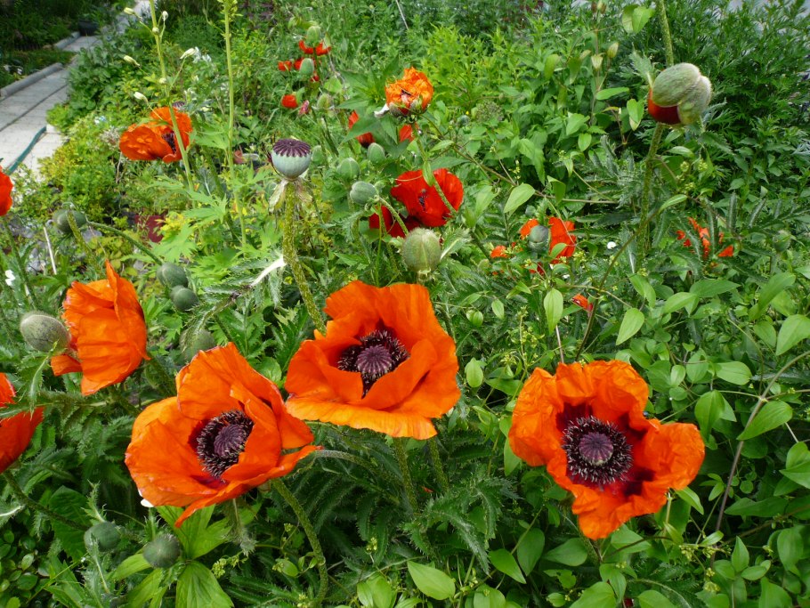 Мак восточный papaver orientale