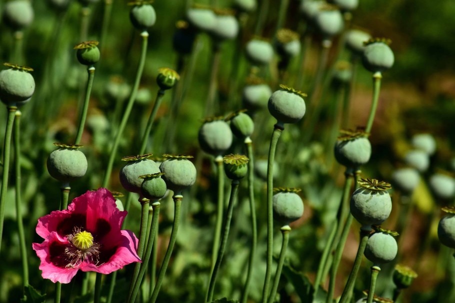 Мак растение опиум