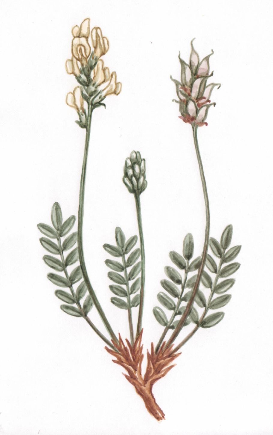 Остролодочник Хакасский