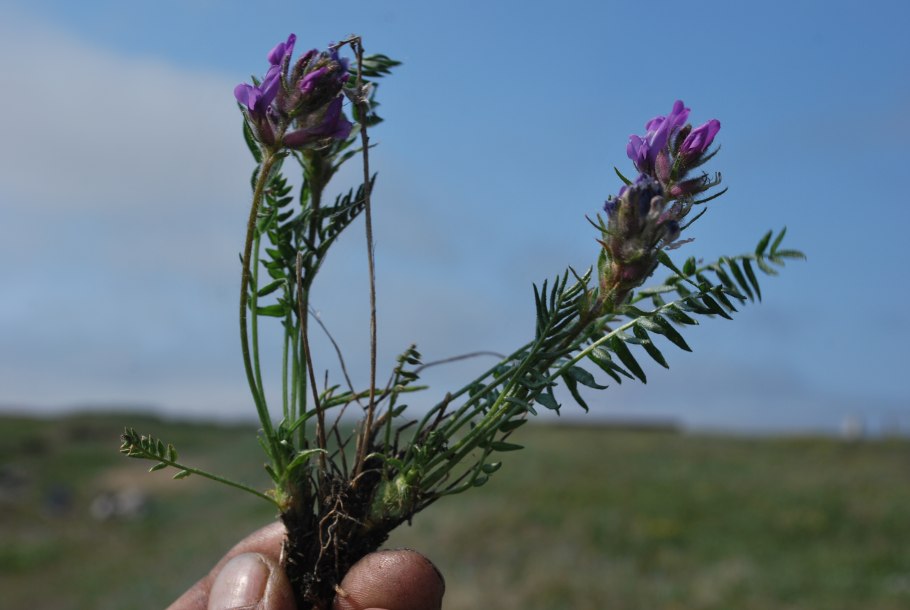Oxytropis tragacanthoides гербарий