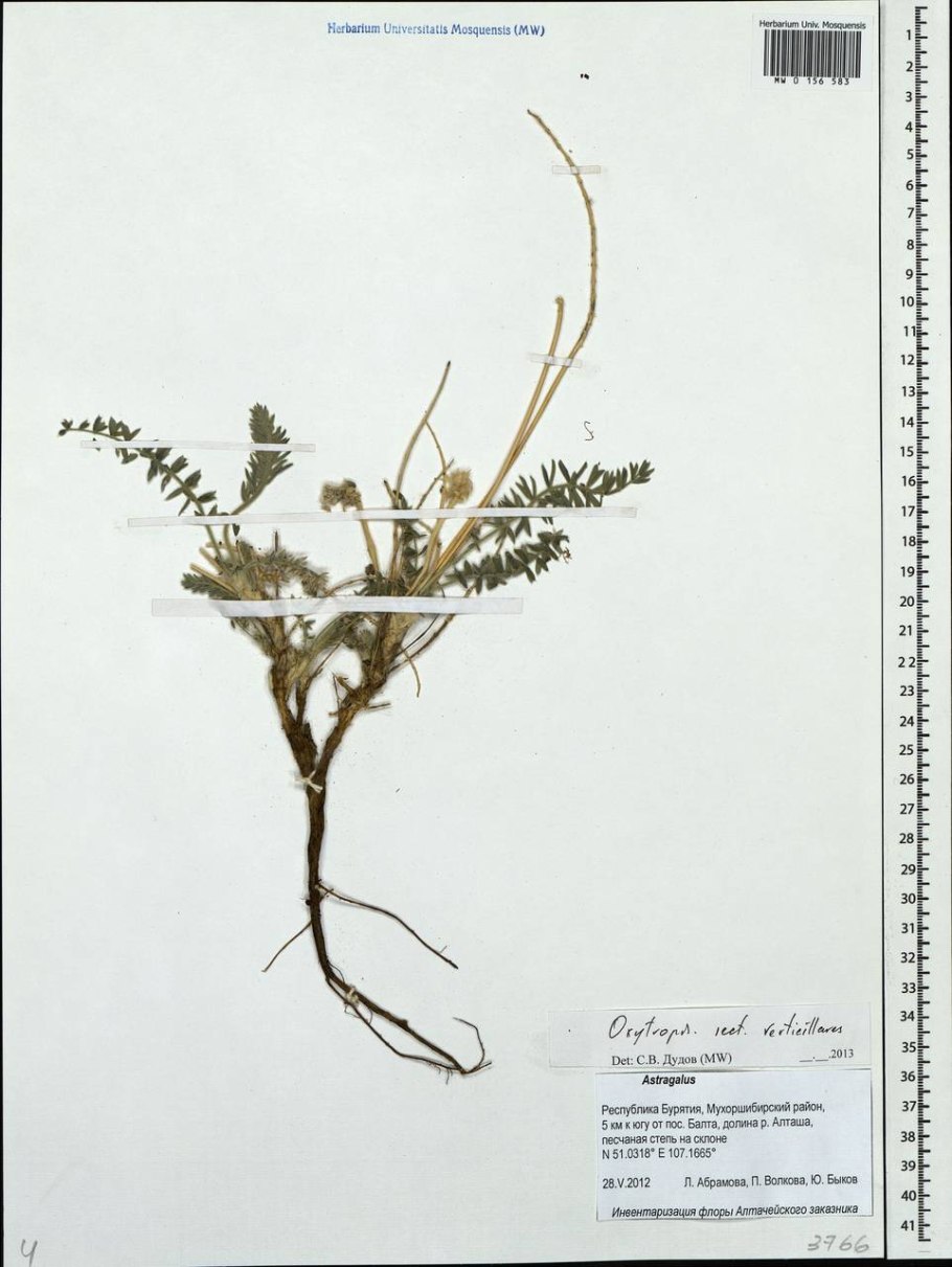 Остролодочник остролистный oxytropis oxyphylla