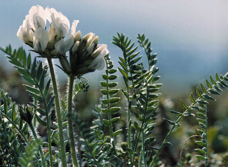 Остролодочник остролистный oxytropis oxyphylla