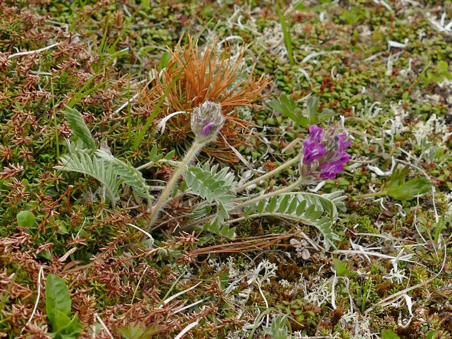Остролодочник полевой