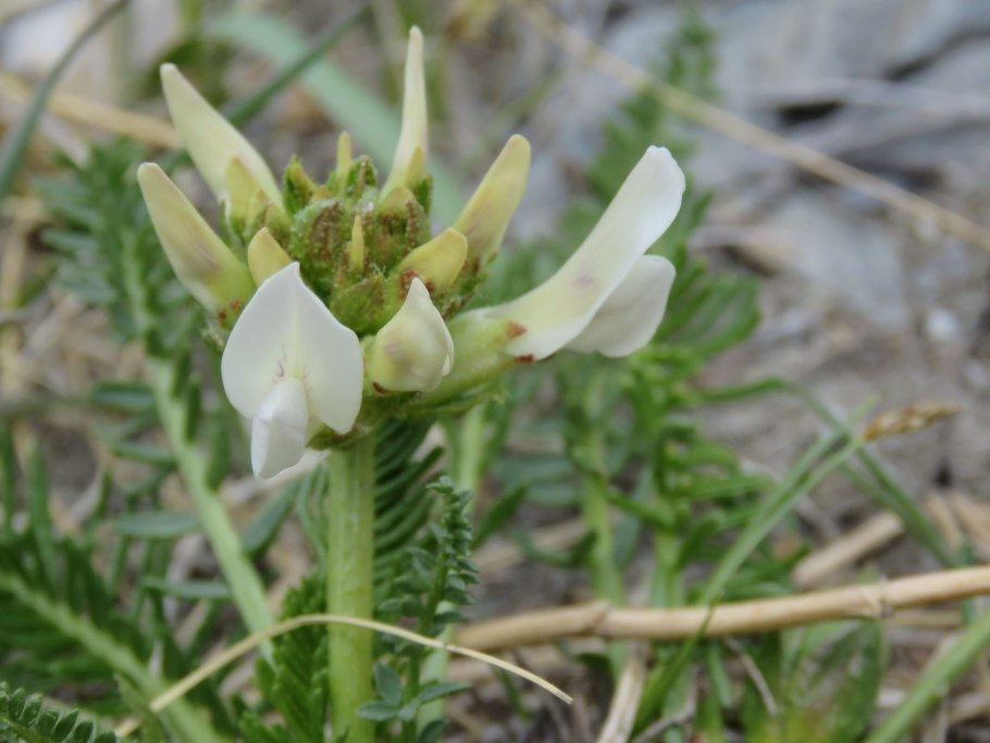 Oxytropis glabra