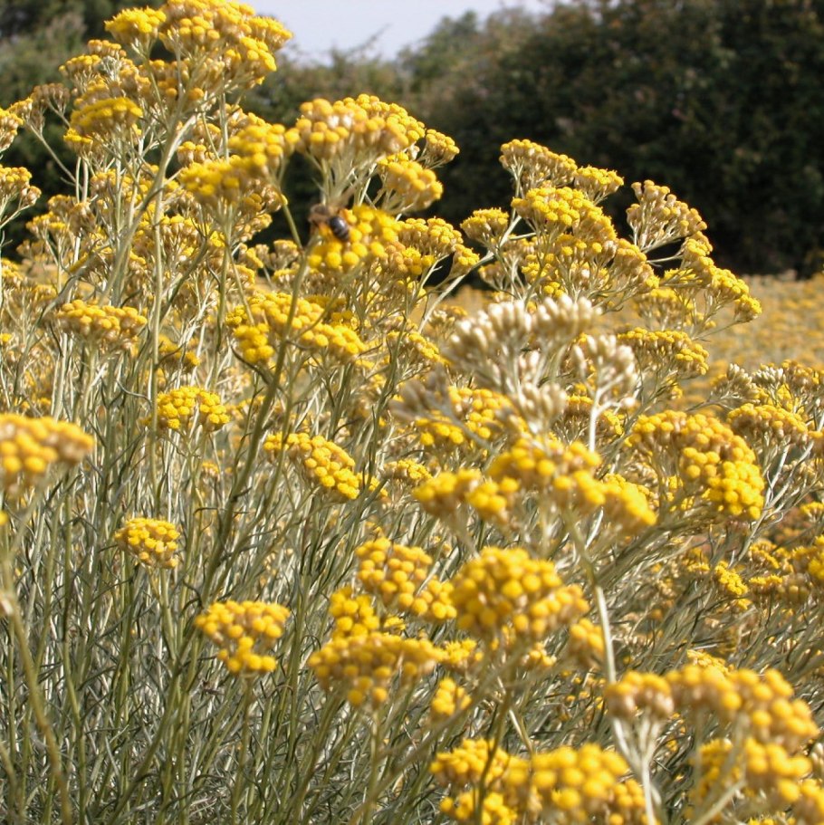 Бессмертник песчаный цмин