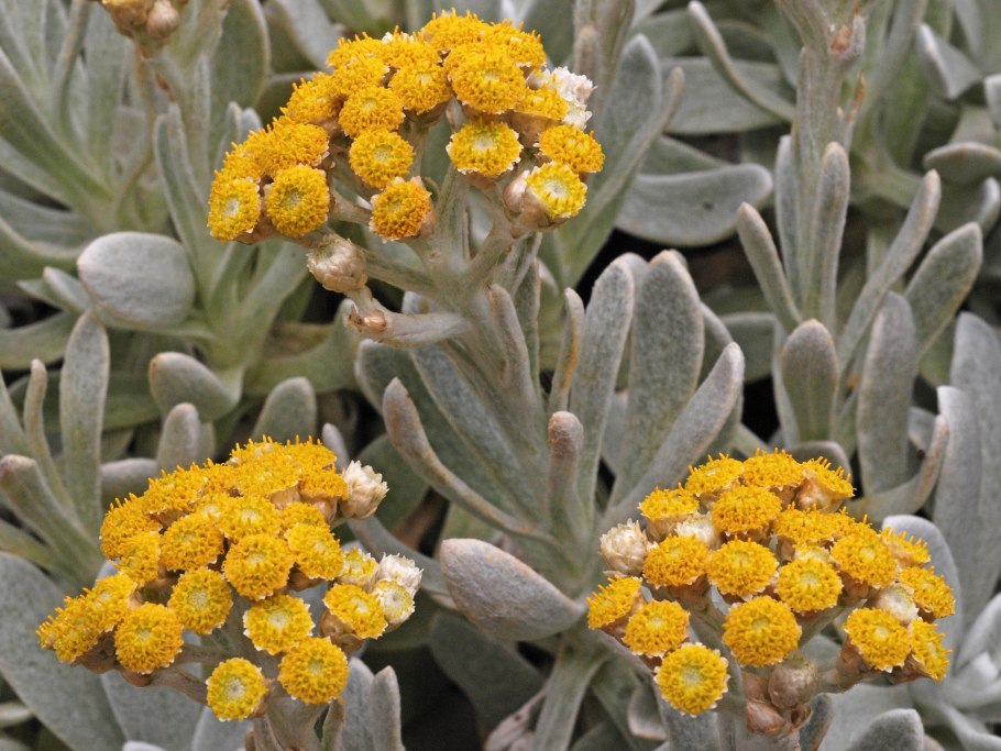 Растение бессмертник песчаный цмин