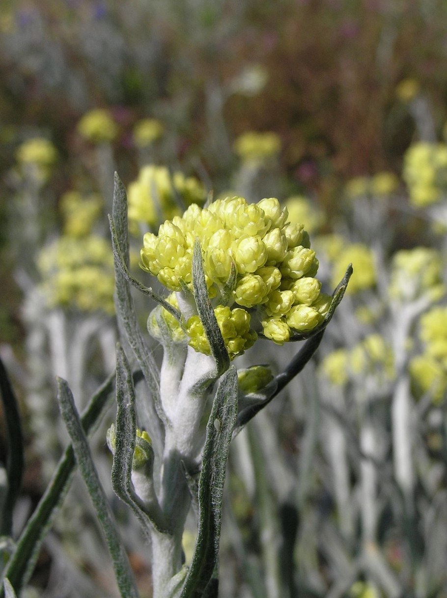 Бессмертник helichrysum stoechas