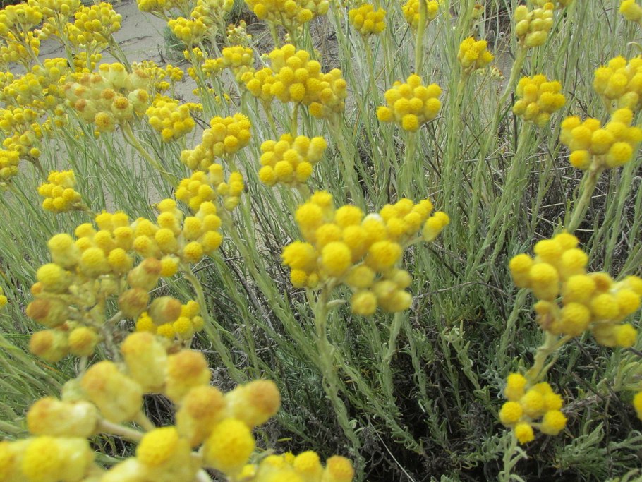 Бессмертник helichrysum italicum