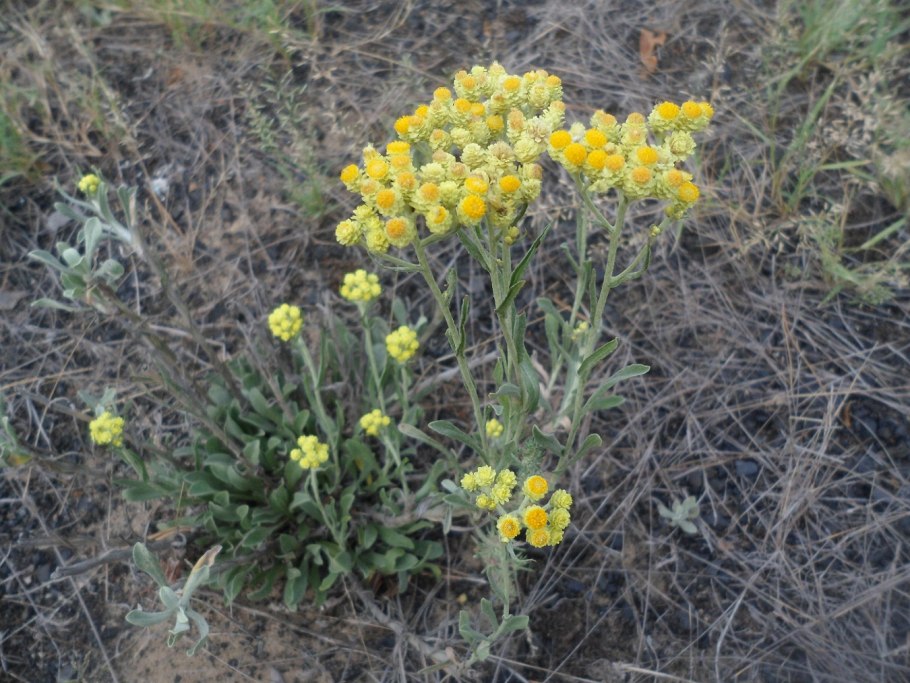 Helichrysum maracandicum m