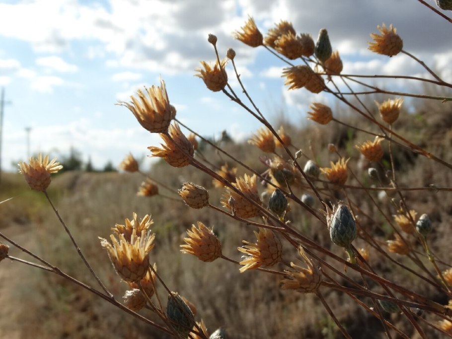 Полевой сухоцвет бессмертник
