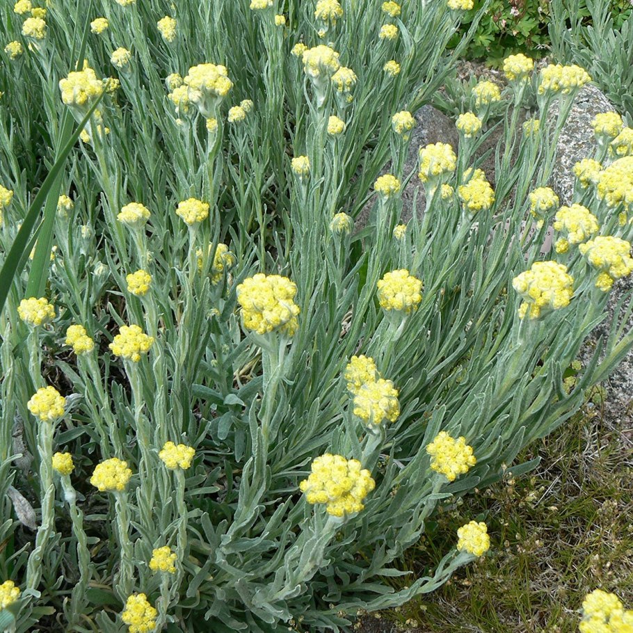 Helichrysum italicum