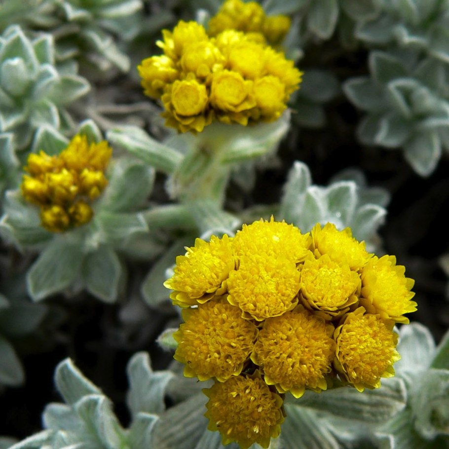 Бессмертник шлемовидный (Helichrysum Cassianum) (Rose)