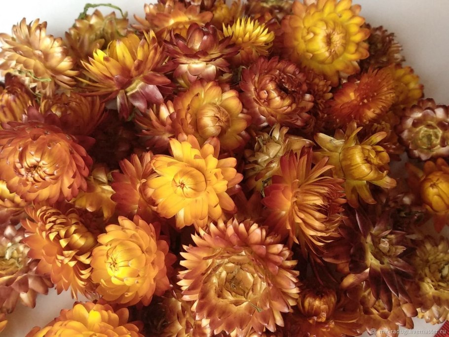 Цветы бессмертники гелихризум