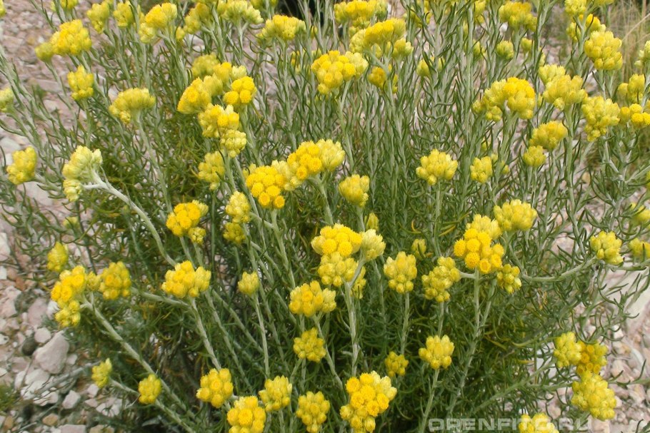 Бессмертник песчаный (цмин).