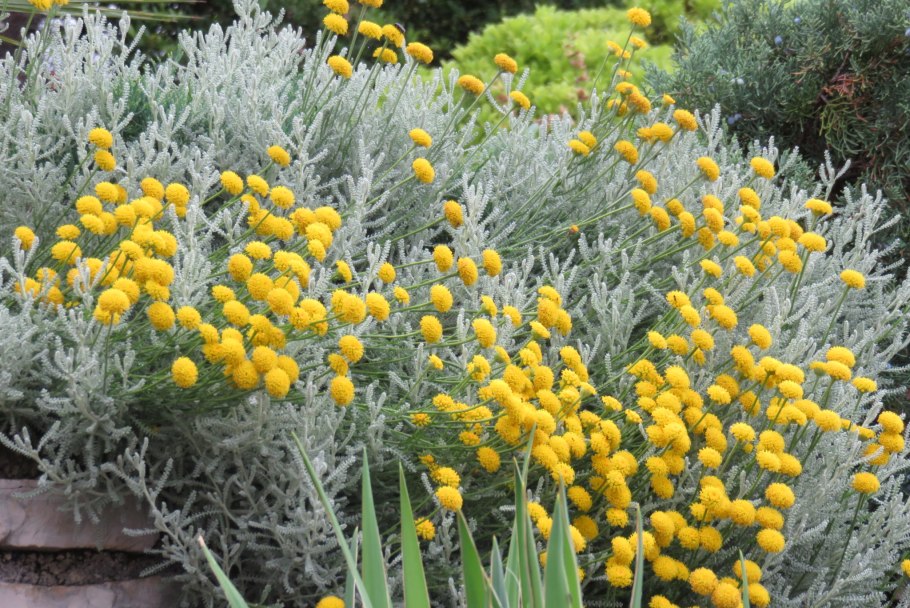 Santolina chamaecyparissus