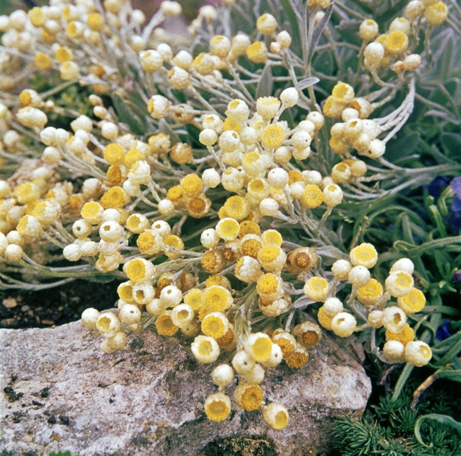 Гелихризум коралловидный