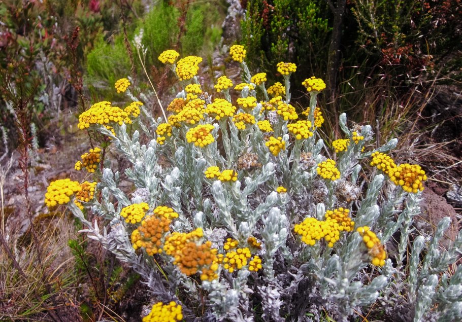 Helichrysum maracandicum