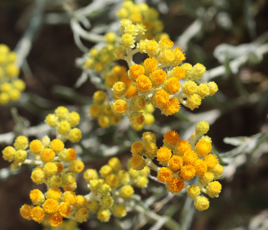 Бессмертник итальянский helichrysum italicum