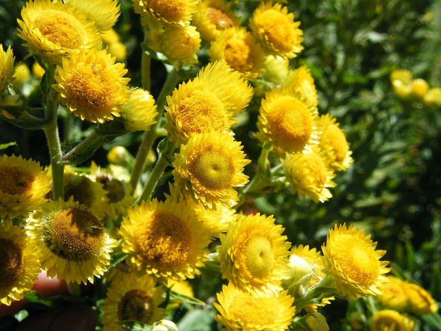 Helichrysum bracteatum