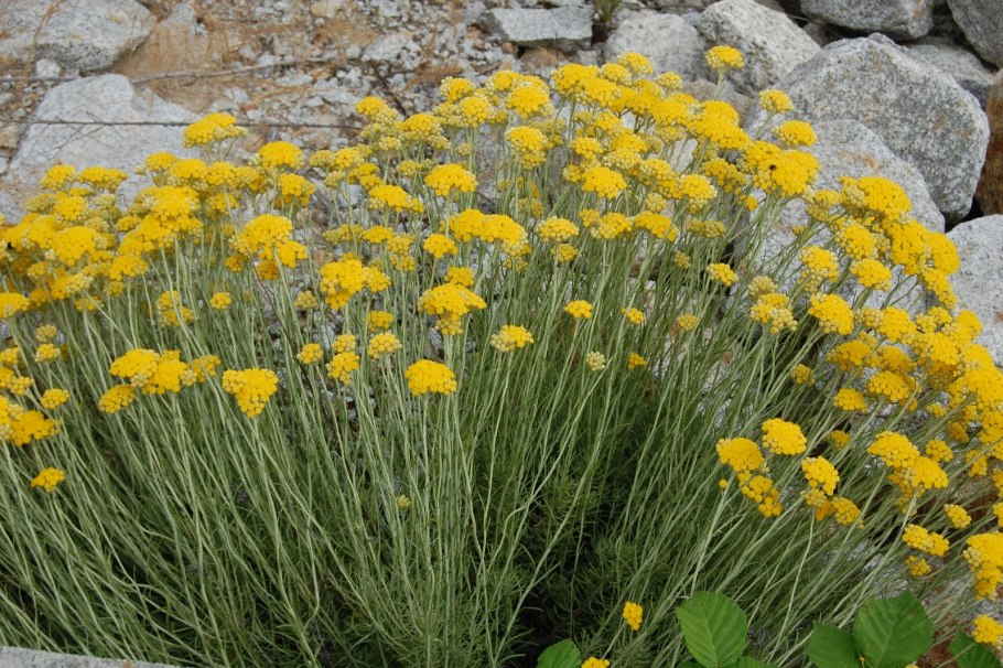 Ljbilje linea Helichrysum дневной крем для лица с эфирным маслом бессмертника итальянского