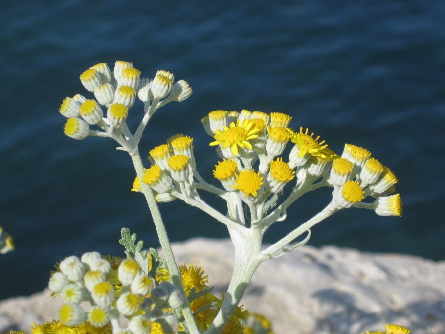 Senecio cineraria