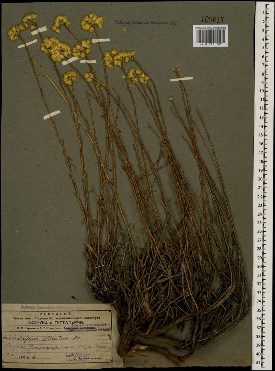 Бессмертник песчаный гербарий