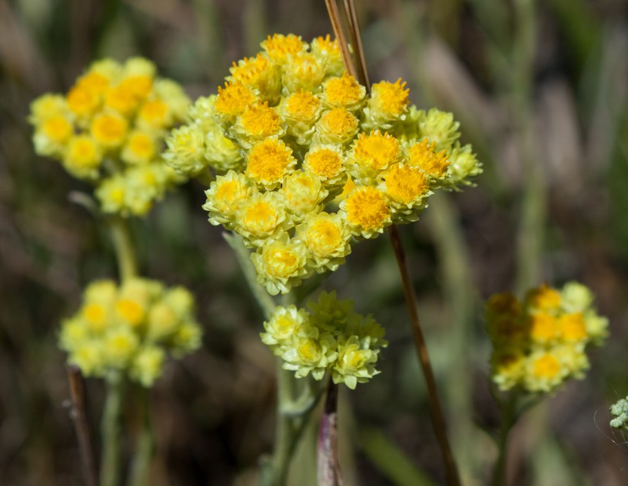 Бессмертник песчаный (цмин).