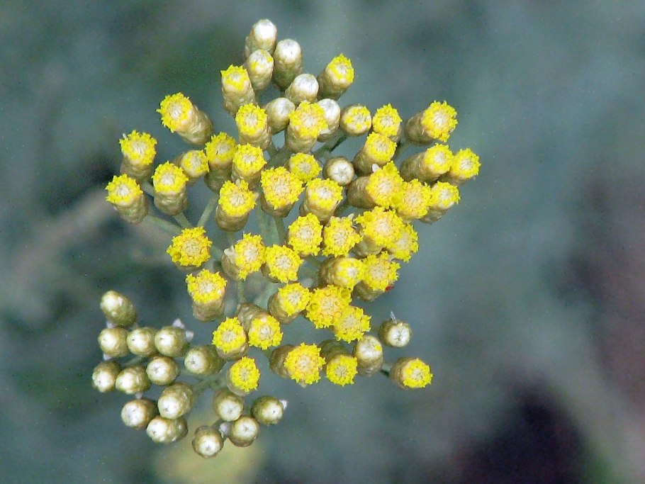 Бессмертник helichrysum italicum